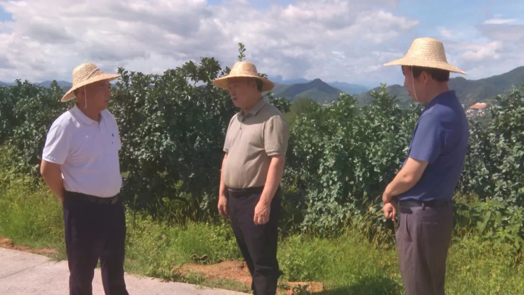 调研金柚产业.jpg